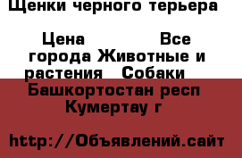 Щенки черного терьера › Цена ­ 35 000 - Все города Животные и растения » Собаки   . Башкортостан респ.,Кумертау г.